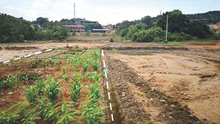 江西某鎮重金屬污染農田土(tǔ)壤修複試驗示範項目